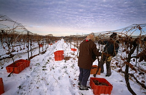 Harvesting Vidal grapes for Ice Wine in   vineyard of Reif Estate NiagaraontheLake Ontario Canada  Niagara Peninsula