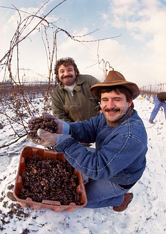 Paul and Stephen Bosc harvesting frozen  grapes for Ice Wine in vineyard of Chateau des Charmes StDavids Ontario Canada  Naigara Peninsula