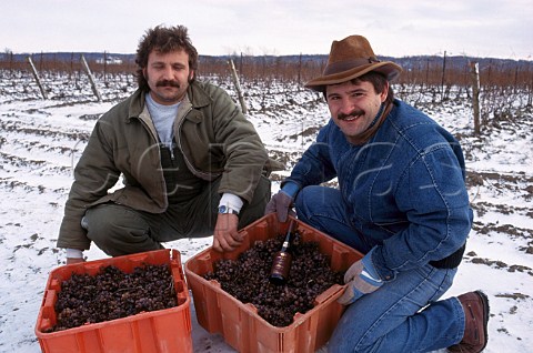 Paul and Stephen Bosc with harvested grapes  for Icewine Chateau des Charmes  St Davids Ontario Canada  Niagara Peninsula