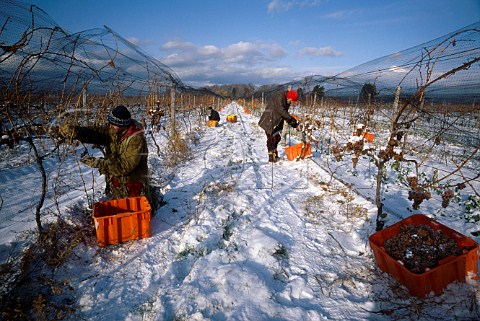 Harvesting grapes for Icewine in   vineyard of Henry of Pelham estate   StCatharines Ontario Canada   Niagara Peninsula