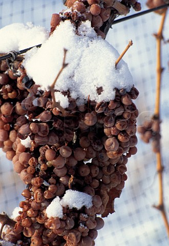 Vidal grapes left on the vine for   Icewine   Niagara Peninsula Ontario   Canada