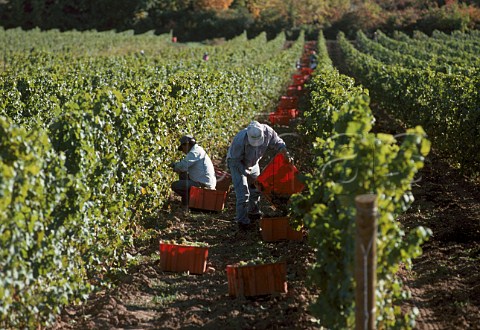 Harvesting grapes in vineyard of Chteau   des Charmes St Davids Ontario   Canada Niagara Peninsula