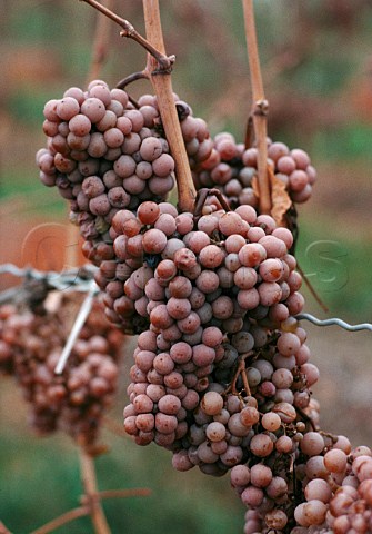 Vidal grapes left on the vine for   Icewine Reif Estate Niagara Peninsula   Ontario Canada