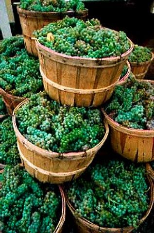Harvested Chardonnay grapes at Lakeview   Cellars Vineland Ontario Canada