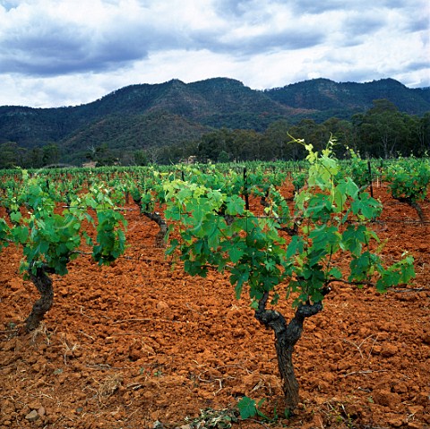 Cabernet Sauvignon vines on red soil in vineyard of   Tyrrells Pokolbin New South Wales Australia   Lower Hunter Valley