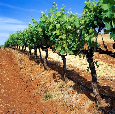 Vineyard on red soil Tulloch New South Wales   Australia   Lower Hunter Valley