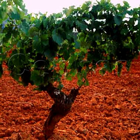 Cabernet Sauvignon vine on red soil in Tyrrells   vineyard Lower Hunter Valley New South Wales   Australia