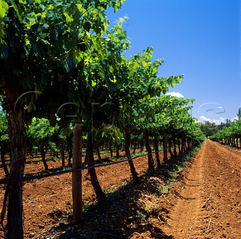 Vineyard on red soil Mudgee New South Wales   Australia