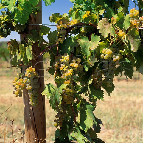 Viognier grapes New South Wales Australia Hunter Valley