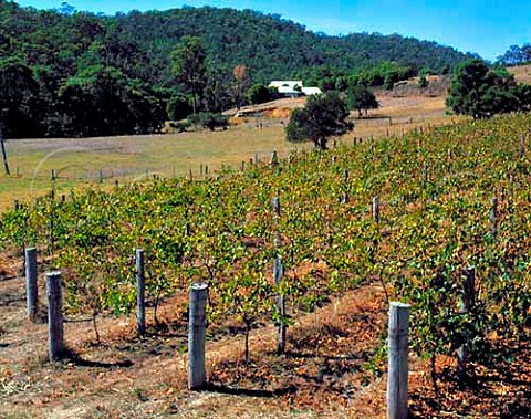 Vineyard of Donnelly River Wines Donnelly River   Western Australia