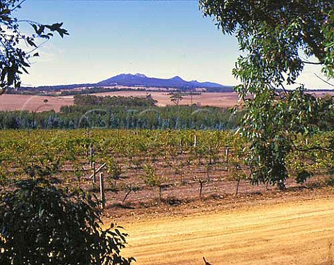 Vineyard of Chatsfield Wines Mount Barker Western   Australia