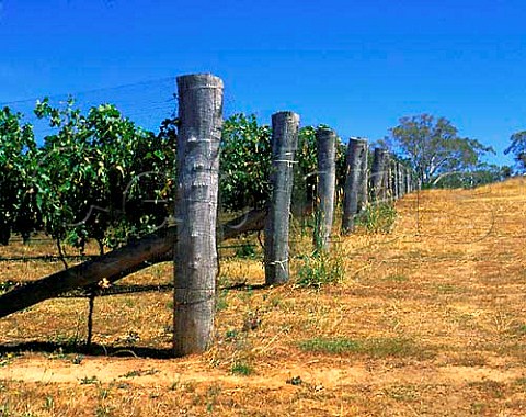 Vineyard at Orange New South Wales Australia