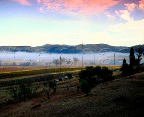 Early morning mist over vineyards of   Reynolds Wines in the Upper Hunter Valley   New South Wales Australia