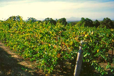Vineyard of Castle Rock Mount Barker   Western Australia