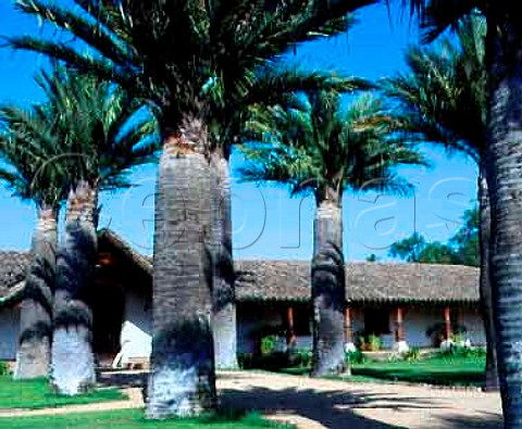 Palm trees outside cellars of Vina Bisquertt Chile