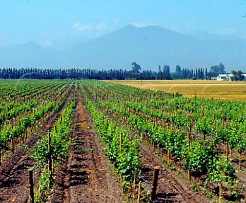 Vineyards at El Monte in the Maipo Valley with the   coastal range beyond Chile