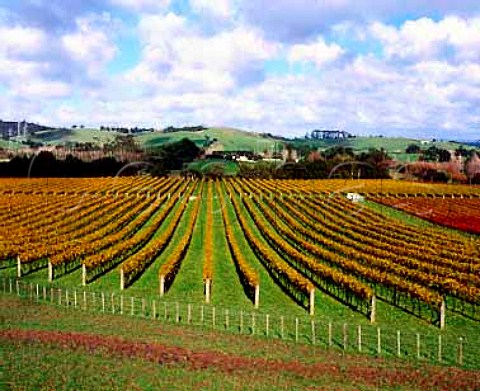 Vineyard of Collard Brothers Henderson Auckland   New Zealand