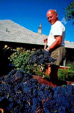 Marko Klockocka with harvested grapes   Hillside Cellars Okanagan Valley   British Columbia Canada