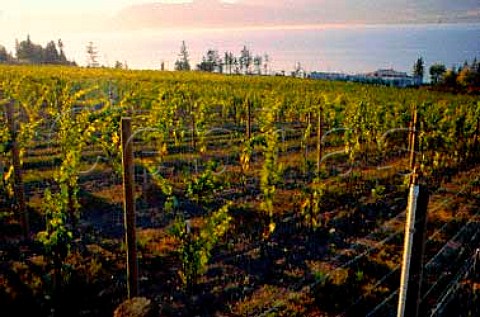 Cedar Creek Estate vineyards Okanagan   Valley British Columbia Canada