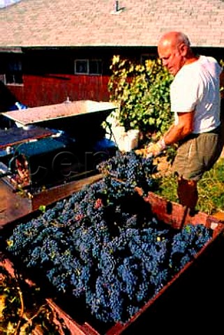 Marko Klockocka with harvested grapes   Hillside Cellars Okanagan Valley Canada