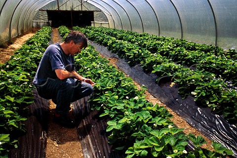 Strawberry plants in polythene   greenhouse Chyreen Fruit Farm near   Truro Cornwall