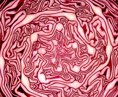 Crosssection of a red cabbage