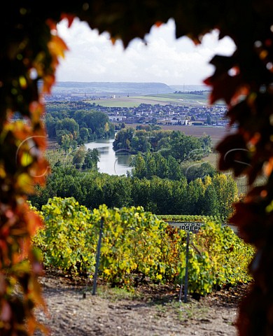 Vineyards leading down to the River Marne below   Hautvillers Marne France      Champagne