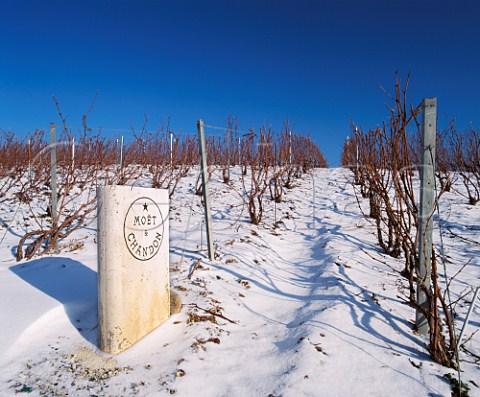 Marker stone of Mot et Chandon in vineyard of Chateau De Saran on the Cte des Blancs Cramant Marne France    Champagne