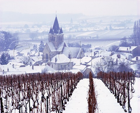 Bleak winter day in the vineyards at VilleDommange on the Montagne de Reims Marne France   Champagne