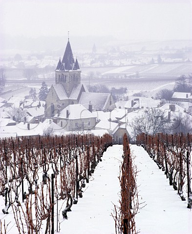 Bleak winter day in the vineyards at  VilleDommange on the Montagne de Reims   Marne France   Champagne