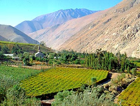 Vineyards surround Monte Grande where Gabriel   Mistral Chiles first Nobel prizewinner for   literature spent her childhood and is now buried   Elqui Valley Chile
