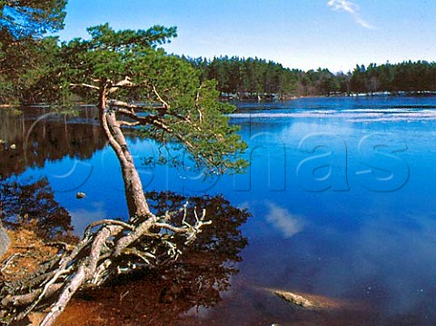 Loch Garten Abernethy Scotland