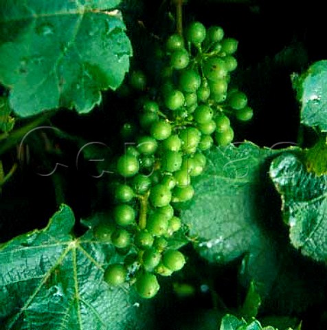 Immature Sauvignon Blanc grapes Marlborough New   Zealand