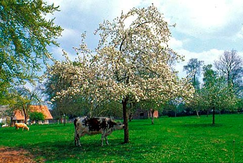 Apple orchard in bloom at Pays de Caux   SeineMaritimem Normandie France