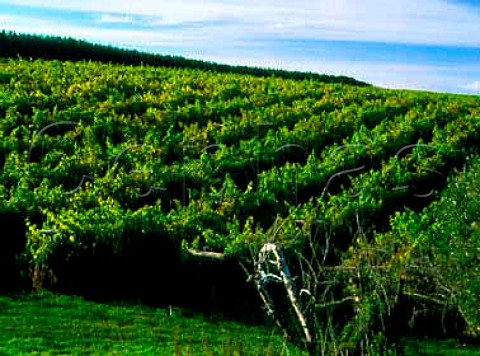 Three Choirs vineyards Newent Gloucestershire