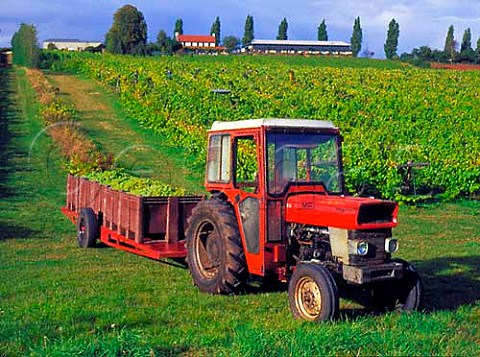 Harvesting grapes at Three Choirs vineyards Newent   Gloucestershire England