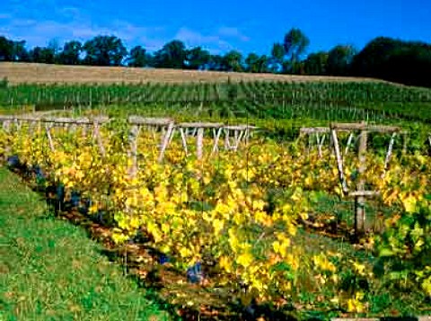 Moorlynch Vineyard Somerset