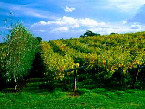 Three Choirs Vineyards Newent Gloucestershire