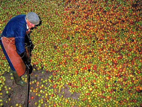 Apples at Perrys Cider Farm Dowlish Wake Somerset