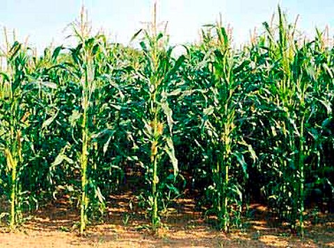 Maize field Somerset England