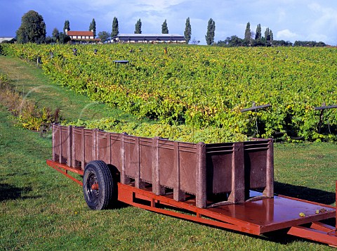 Harvested Madeleine Angevine grapes   Three Choirs Vineyards Newent Gloucestershire
