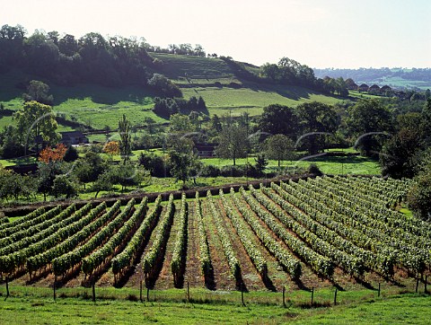 Wooton Vineyard Somerset England