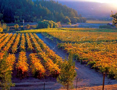 Autumnal vineyards along the Silverado Trail Napa   Co California  Stags Leap AVA