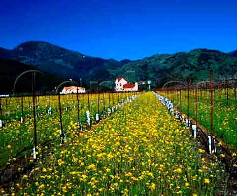 Springtime mustard flowering in Vigil Vineyards   Calistoga Napa Co California