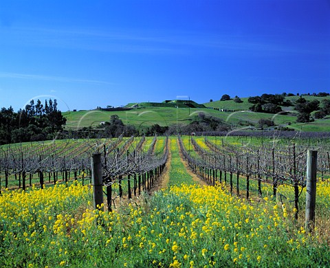 Springtime mustard in vineyard of Artesa   Napa California     Carneros