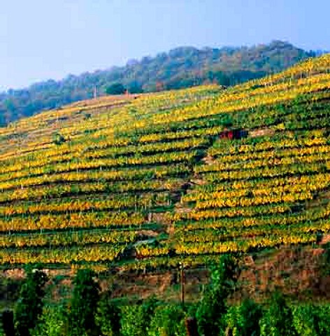 Loibenberg vineyard Unterloiben Austria  Wachau