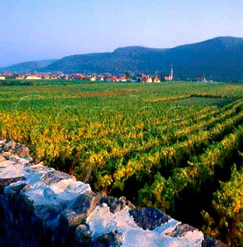 Vineyards around Unterloiben Austria  Wachau