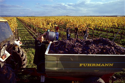 Harvesting grapes in vineyard at   Tattendorf Niedersterreich Austria   Thermenregion