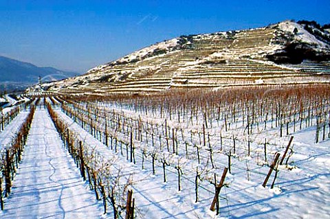 Snow on the Loibenberg vineyard   Unterloiben Austria  Wachau