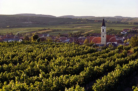 Vineyards around Langenlois   Niedersterreich Austria   Kamptal